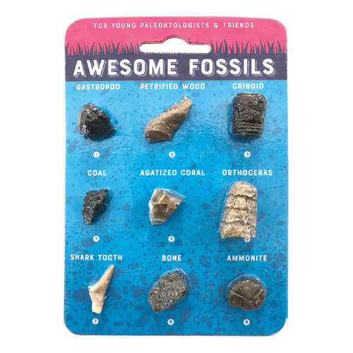 An image of a Copernicus Fossil Collection Card. 